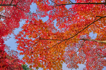 Autumn Leaves In a Park In Japan