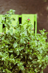 herbs in a greenhouse