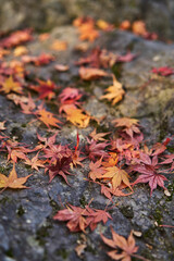 Autumn Leaves In a Park In Japan