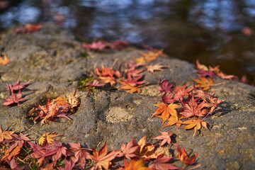 Autumn Leaves In a Park In Japan