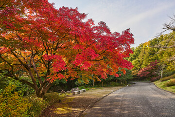 Naklejka premium Autumn Leaves In a Park In Japan
