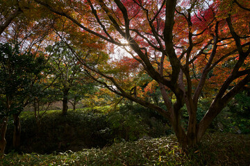 Autumn Leaves In a Park In Japan