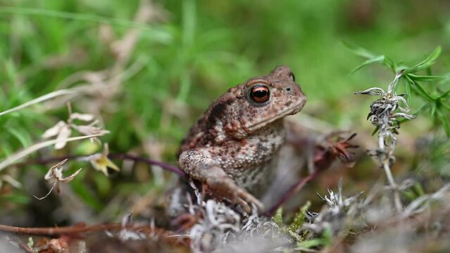 Frog. Toad is a common name for certain frogs, especially of the family Bufonidae, that are characterized by dry, leathery skin, short legs, and large bumps covering the parotoid glands