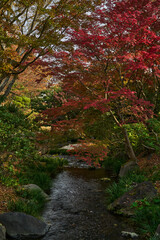 Autumn Leaves In a Park In Japan