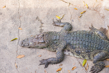 Freshwater crocodile lying on the concrete floor