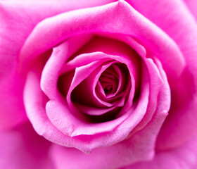 ピンクのバラのアップ