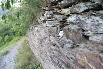Weggeworfene FFP2 Maske in einer Steinmauer steckend 