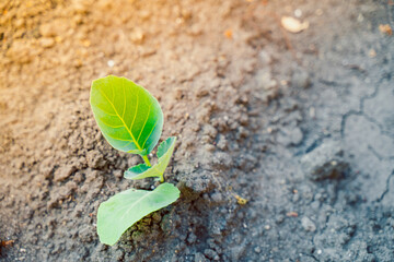 A young seedling of white cabbage close-up grows in a garden bed