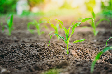 A young green sprout of corn close-up grows in the soil in a garden bed. Dawn lighting