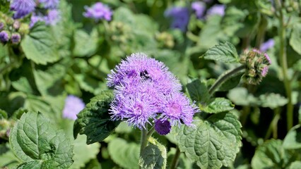 Beautiful flowers of Ageratum houstonianum also known as Bluemink, Mexican ageratum, Flossflower,...