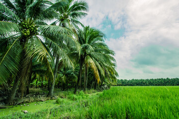 Fototapeta na wymiar reenery rice fields with coconut trees in the background in countryside of Thailand. Rice fields with coconut trees in the distance in countryside of Thailand. Beautiful landscape of coconut trees and