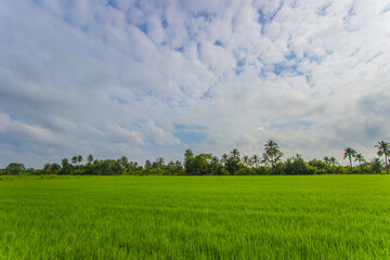 Obraz premium Rice fields with coconut trees in the distance in countryside of Thailand. 