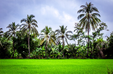 Fototapeta premium Rice fields with coconut trees in the distance in countryside of Thailand. 