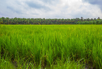 Rice fields with coconut trees in the distance in countryside of Thailand.
