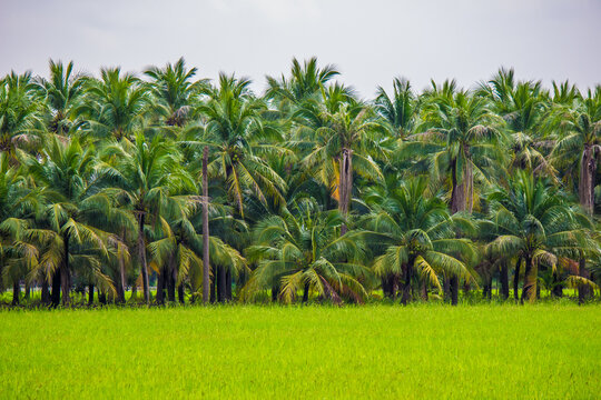 reenery rice fields with coconut trees in the background in countryside of Thailand.
Rice fields with coconut trees in the distance in countryside of Thailand.
Beautiful landscape of coconut trees and