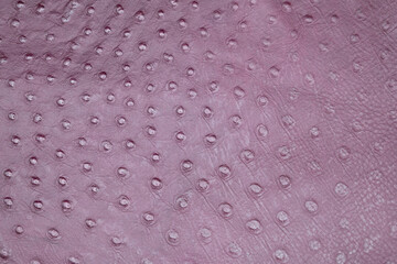 オーストリッチ風背景素材