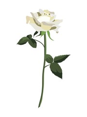 Obraz premium Single lush white rose flower with leaves, isolated on white background
