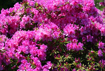 blooming pink azalea bushes in the park in summer