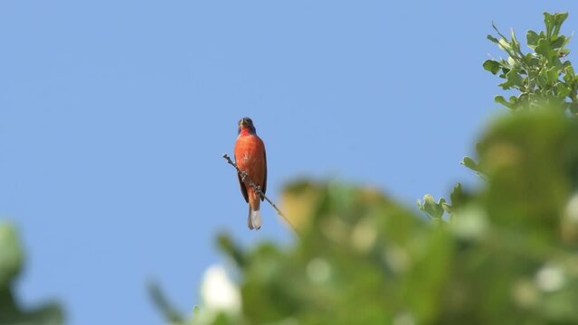 Brilliantly colored male Painted Bunting singing happily in a tree, zoom in
