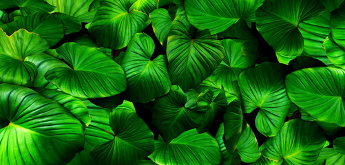 Panoramic tropical leaves, abstract green leaves texture, nature background.