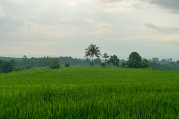 Fototapeta na wymiar Panoramic view of green rice fields and fog in Indonesian village area