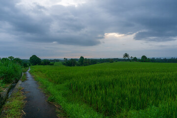Fototapeta na wymiar Panoramic view of the countryside with green and cloudy rice fields in the Indonesian rainy season