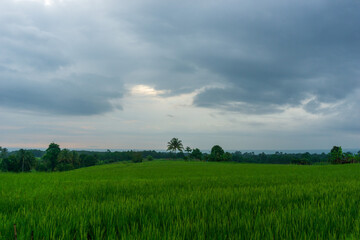 Fototapeta na wymiar Panoramic view of the countryside with green and cloudy rice fields in the Indonesian tropical season