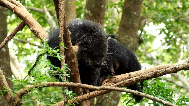 Binturong  is laying  on  tree in Chiangmai Thailand.
