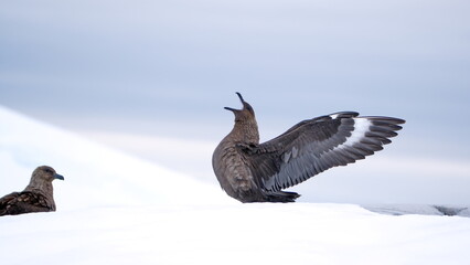 Brown skua (Stercorarius antarcticus) on the snow, with its wings extended, at Portal Point, Antarctica