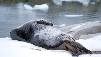 Weddell seal (Leptonychotes weddellii) lying in the snow at Portal Point, Antarctica