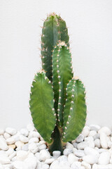 Cactus planted in the garden decorated the ground with white stones.