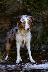 Australian shepherd dog standing on log with blue eyes