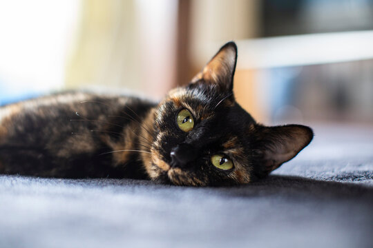 サビ猫 Images Browse 270 Stock Photos Vectors And Video Adobe Stock サビ猫 Images Browse 270 Stock Photos Vectors And Video Adobe Stock