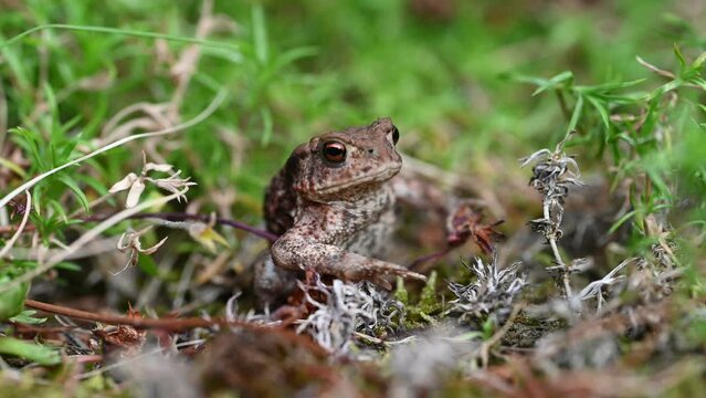 Frog. Toad is a common name for certain frogs, especially of the family Bufonidae, that are characterized by dry, leathery skin, short legs, and large bumps covering the parotoid glands