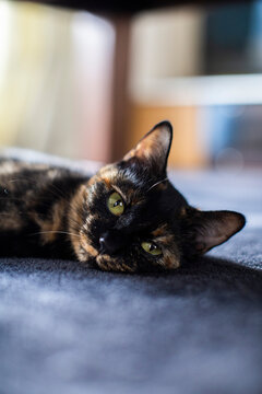 サビ猫 Images – Browse 368 Stock Photos, Vectors, and Video 