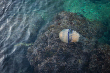 The Scyphozoa Jellyfish or True Jellies Swimming in Adriatic Sea