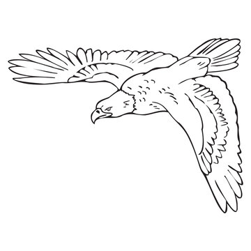 Eagle Flying Line Vector Illustration