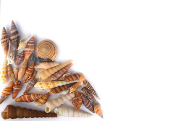 Naklejka premium Tropical seashells on white background