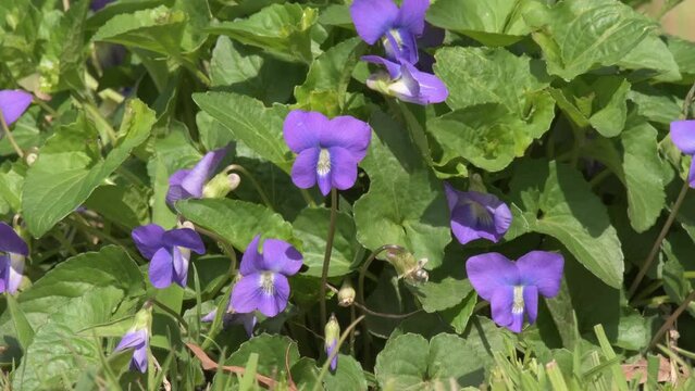 Closeup of a mound of Common Blue Violets