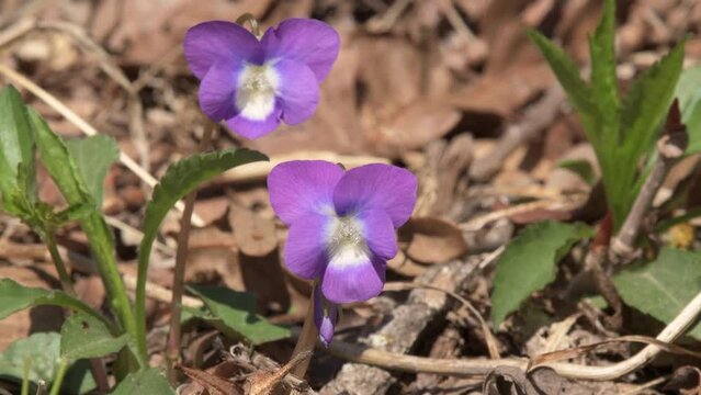Closeup of Common Blue Violets in their natural habitat