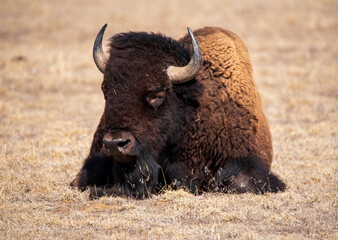 american bison buffalo