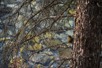 자연속 나무에 앉아 있는 다람쥐, Squirrel Sitting in a Tree in Nature