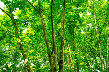 新緑の森(香川県公渕公園)