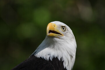 portrait of a eagle
