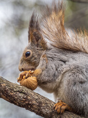 Obraz premium The squirrel with nut sits on a branches in the spring or summer.