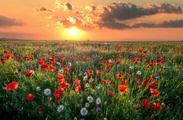 Beautiful summer sunrise over wild flowers meadow