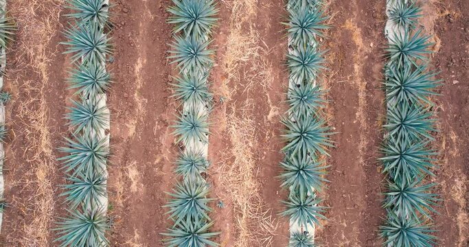 Blue agave plantation in the field to make tequila aerial view