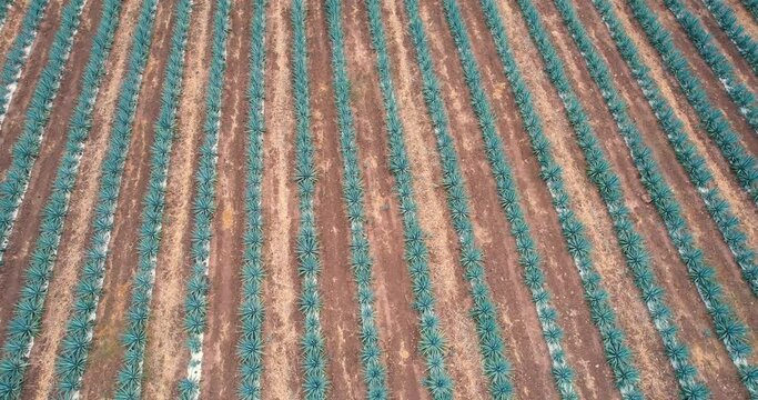 Blue agave plantation in the field to make tequila aerial view