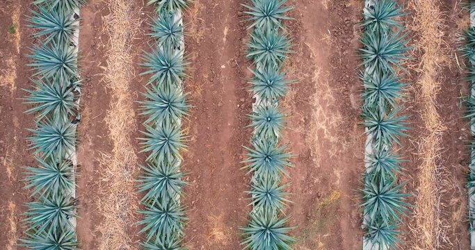 Blue agave plantation in the field to make tequila aerial view