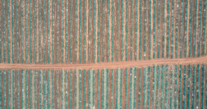 Blue agave plantation in the field to make tequila aerial view